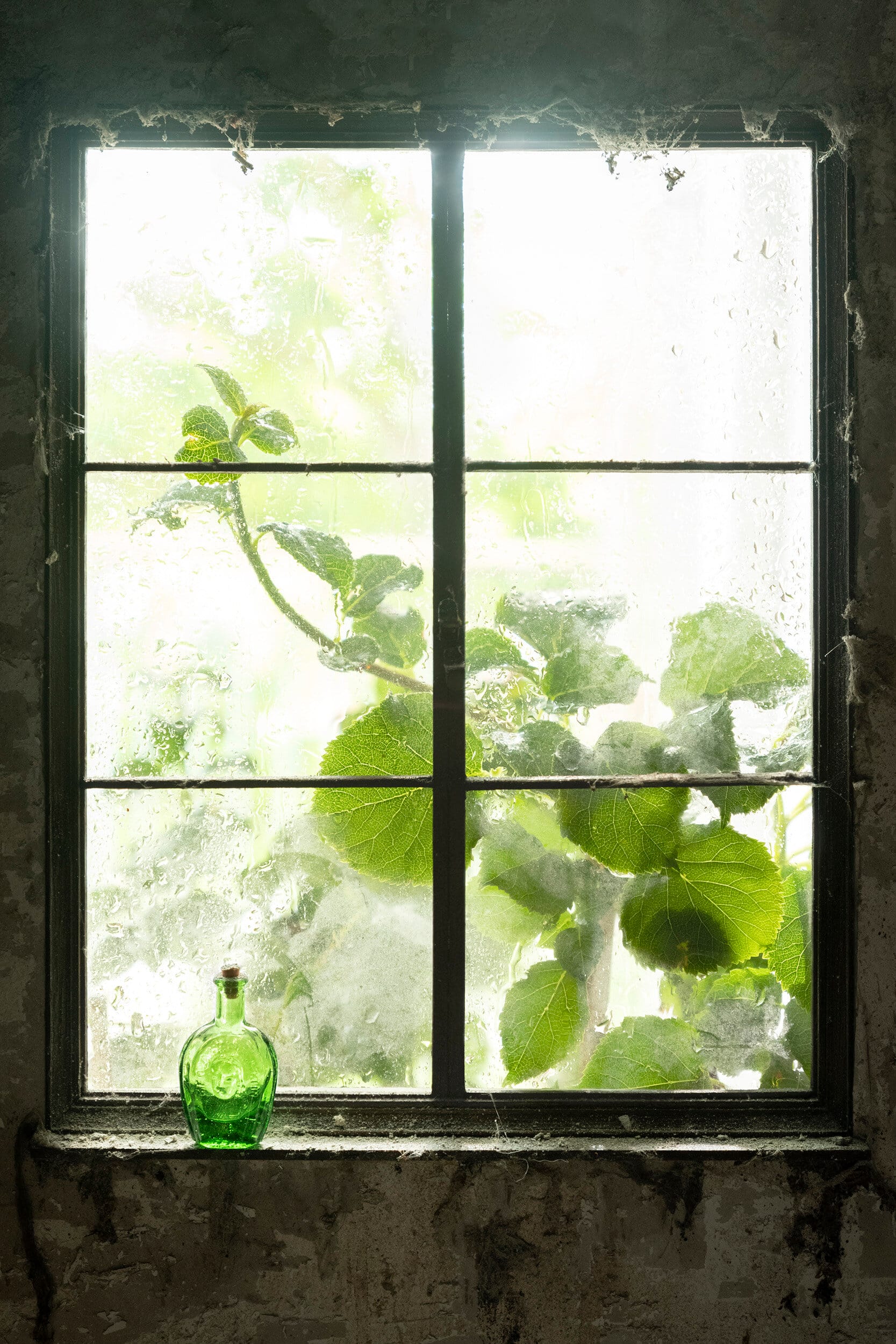 Windows (Window 3, Bottle)